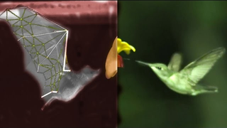 Watching Bats Fly In Slow Motion Reveals Biological Badassery
